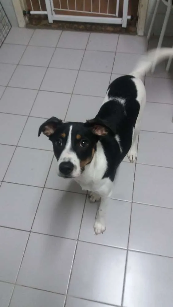 Cachorro ra a SRD idade 7 a 11 meses nome Marley