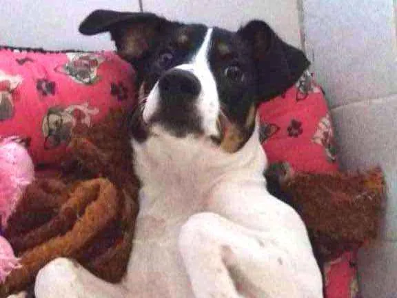 Cachorro ra a SRD idade 7 a 11 meses nome Marley