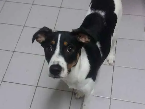 Cachorro ra a SRD idade 7 a 11 meses nome Marley