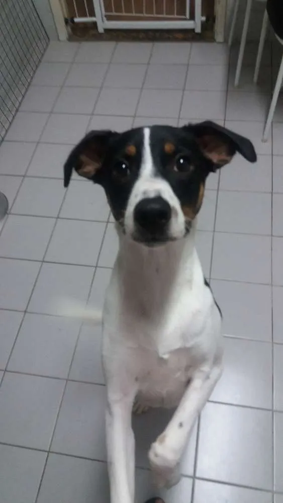 Cachorro ra a SRD idade 7 a 11 meses nome Marley