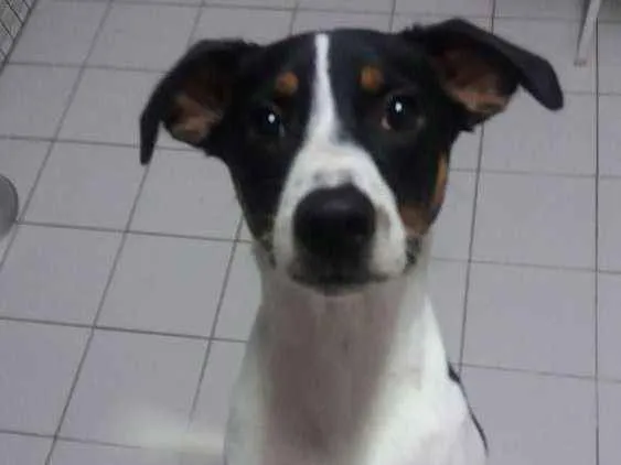 Cachorro ra a SRD idade 7 a 11 meses nome Marley