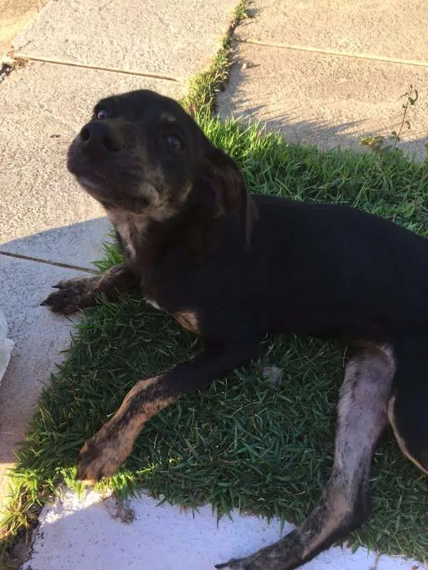 Cachorro raça Sem raça definida idade 2 a 6 meses nome Sem some