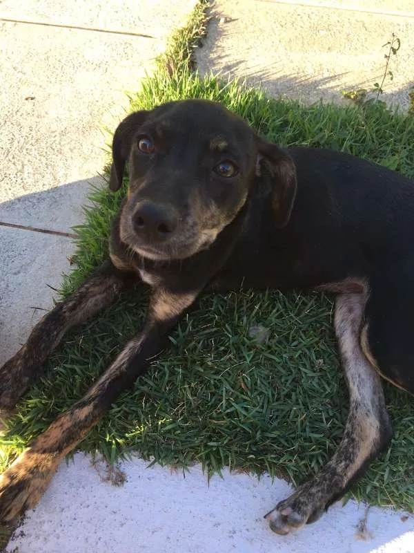 Cachorro raça Sem raça definida idade 2 a 6 meses nome Sem some