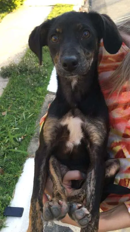 Cachorro raça Sem raça definida idade 2 a 6 meses nome Sem some