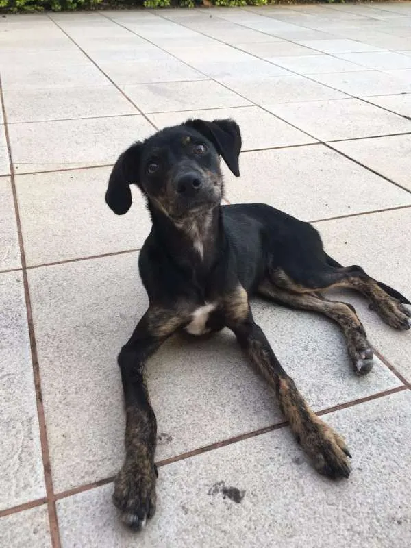Cachorro raça Sem raça definida idade 2 a 6 meses nome Sem some