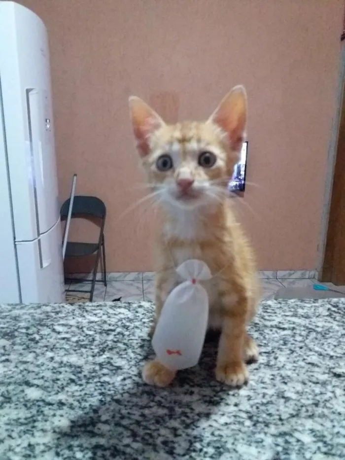 Gato raça  idade 2 a 6 meses nome Não tem nomes