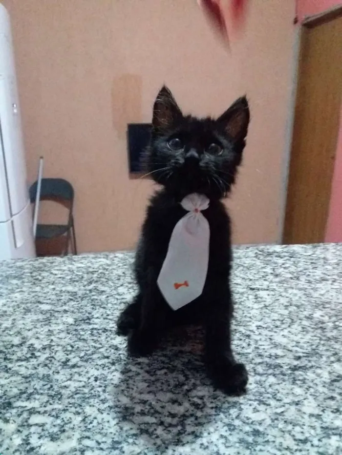 Gato raça  idade 2 a 6 meses nome Não tem nomes