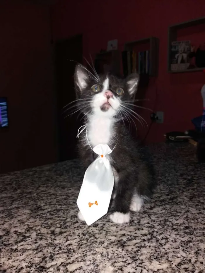 Gato raça  idade 2 a 6 meses nome Não tem nomes