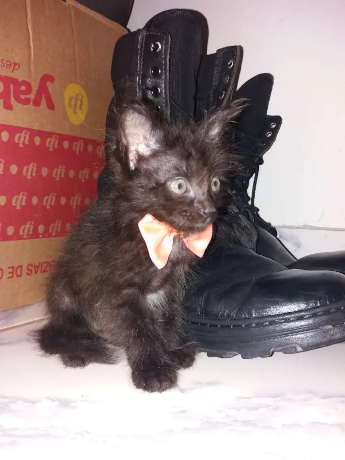Gato raça  idade 2 a 6 meses nome Não tem nomes