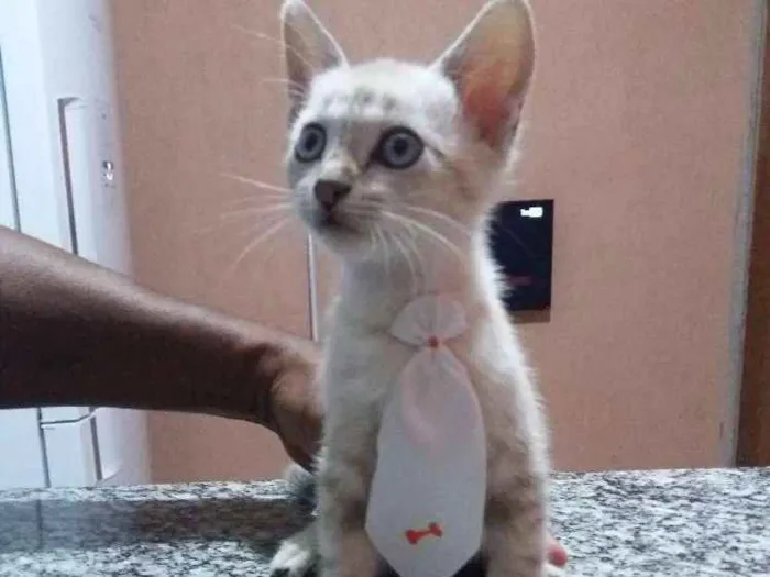 Gato raça  idade 2 a 6 meses nome Não tem nomes