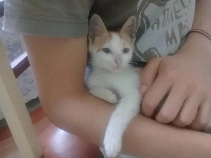 Gato ra a Srd idade 2 a 6 meses nome CORAÇÃOZINHO