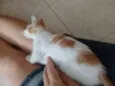 CORAÇÃOZINHO