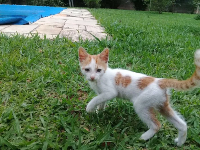 Gato ra a Srd idade 2 a 6 meses nome CORAÇÃOZINHO