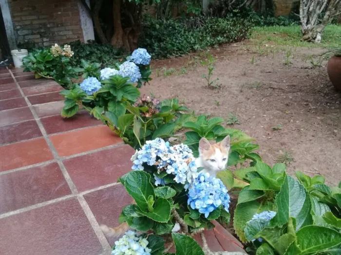 Gato ra a Srd idade 2 a 6 meses nome CORAÇÃOZINHO