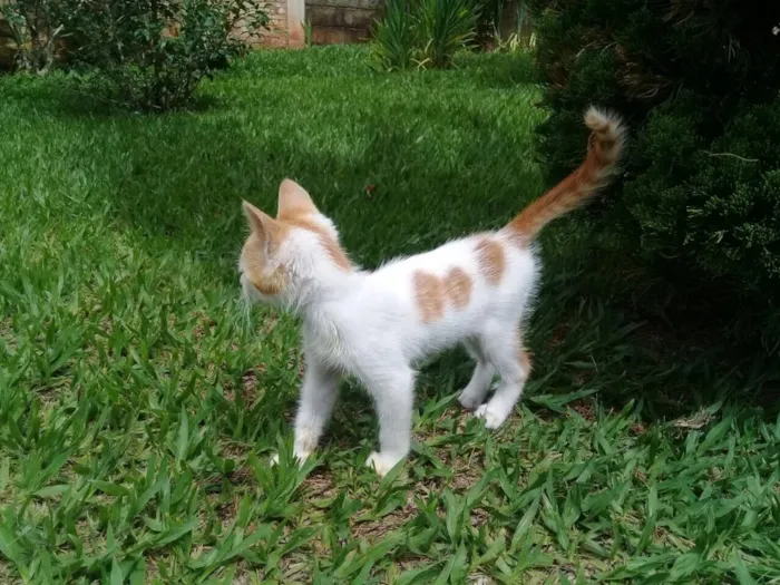 Gato ra a Srd idade 2 a 6 meses nome CORAÇÃOZINHO