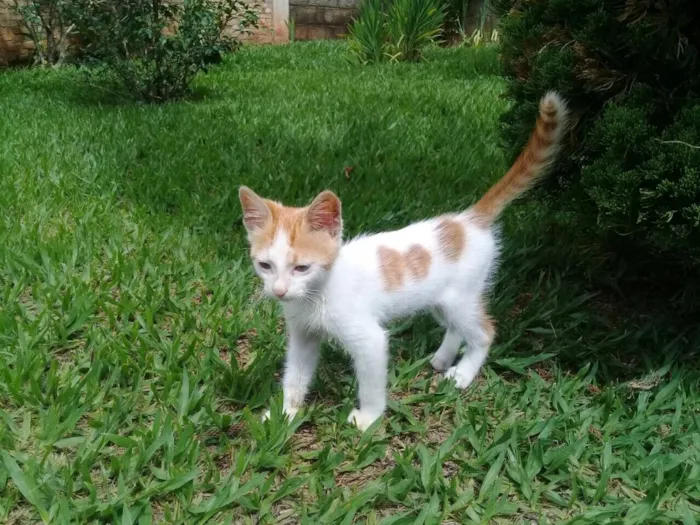 Gato ra a Srd idade 2 a 6 meses nome CORAÇÃOZINHO
