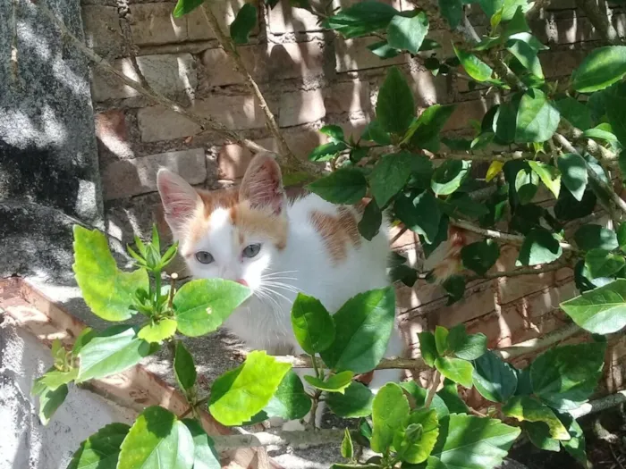 Gato ra a Srd idade 2 a 6 meses nome CORAÇÃOZINHO