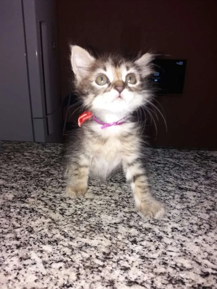 Gato raça  idade 2 a 6 meses nome Não tem nomes