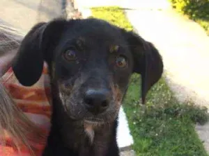 Cachorro raça Sem raça definida idade 2 a 6 meses nome Sem some
