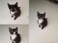 3 gatinhos frajola