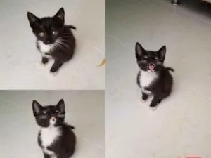 Gato raça SRD idade Abaixo de 2 meses nome 3 gatinhos frajola