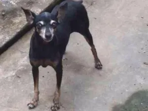 Cachorro raça pincher idade 6 ou mais anos nome Baby