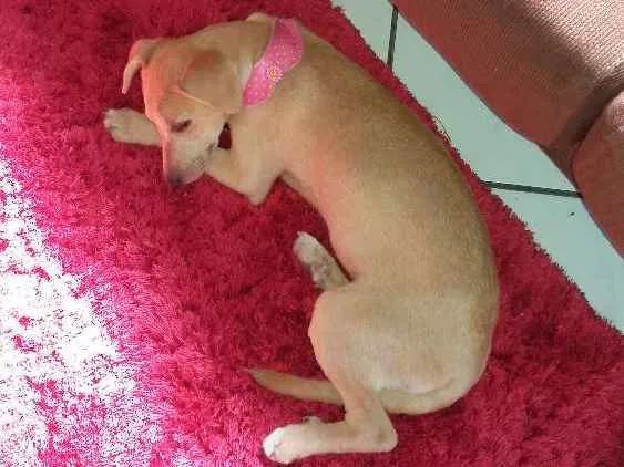 Cachorro ra a Vira lata idade 2 a 6 meses nome Nina