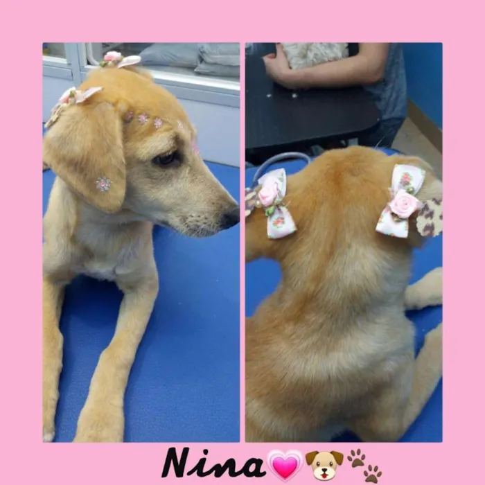 Cachorro ra a Vira lata idade 2 a 6 meses nome Nina