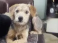 Bibi