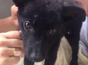 Cachorro raça SRD idade Abaixo de 2 meses nome Pretinho