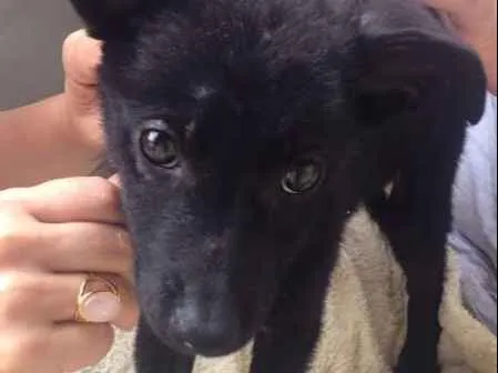 Cachorro ra a SRD idade Abaixo de 2 meses nome Pretinho