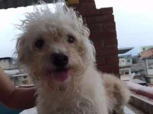 Cachorro raça poodle  idade 6 ou mais anos nome rex