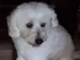 Leozinho