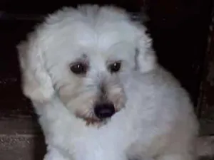 Cachorro raça poodle idade 1 ano nome Leozinho