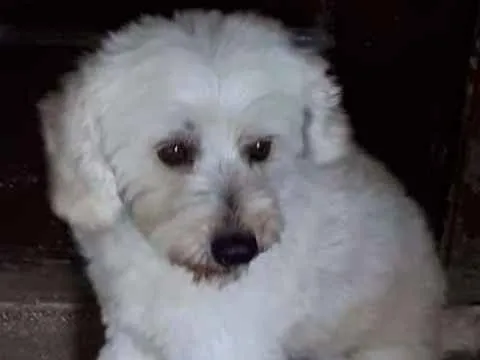 Cachorro ra a poodle idade 1 ano nome Leozinho