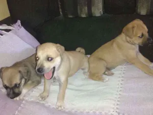 Cachorro raça indefinida idade Abaixo de 2 meses nome ???