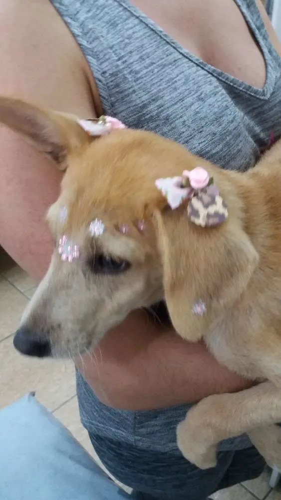 Cachorro ra a Vira lata idade 2 a 6 meses nome Nina