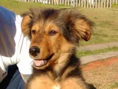 Cachorro ra a SRD idade 2 a 6 meses nome Anúbis