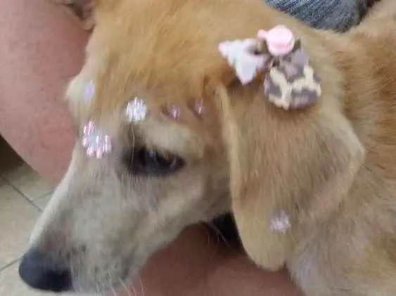 Cachorro ra a Vira lata idade 2 a 6 meses nome Nina