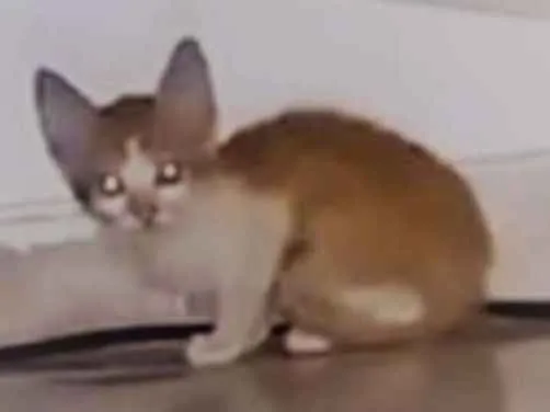 Gato ra a Sem raça idade Abaixo de 2 meses nome Leon