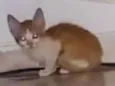 Leon