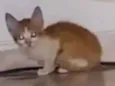 Leon
