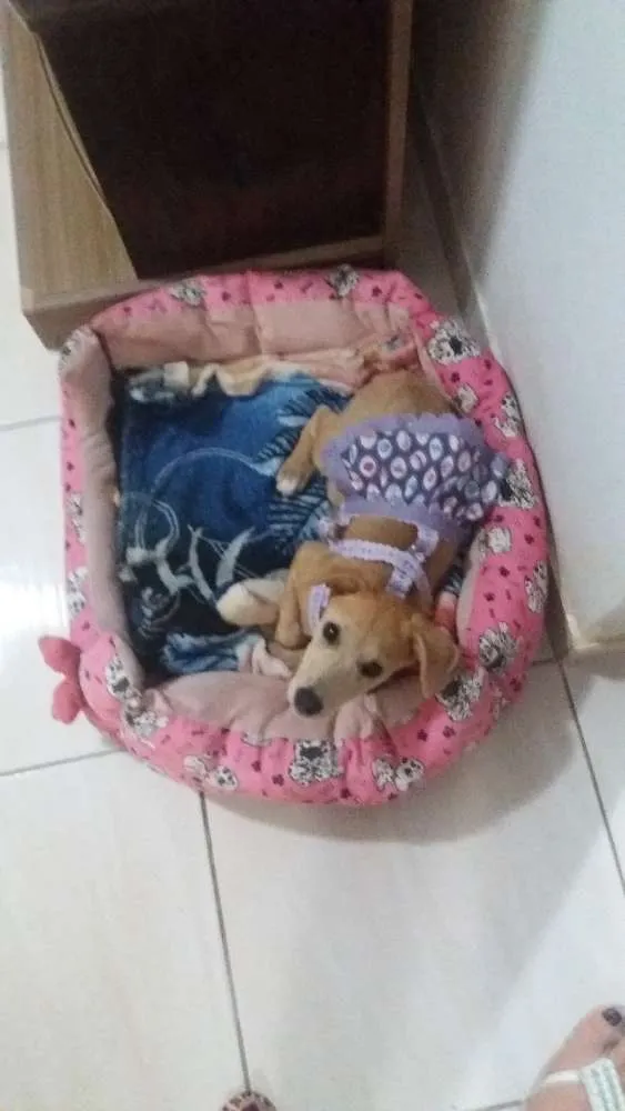 Cachorro ra a Vira lata idade 2 a 6 meses nome Nina