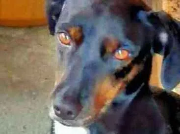 Cachorro ra a Sem raça definida idade 1 ano nome Lili