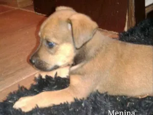 Cachorro raça SRD idade Abaixo de 2 meses nome sem nome