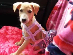 Cachorro raça Vira lata idade 2 a 6 meses nome Nina