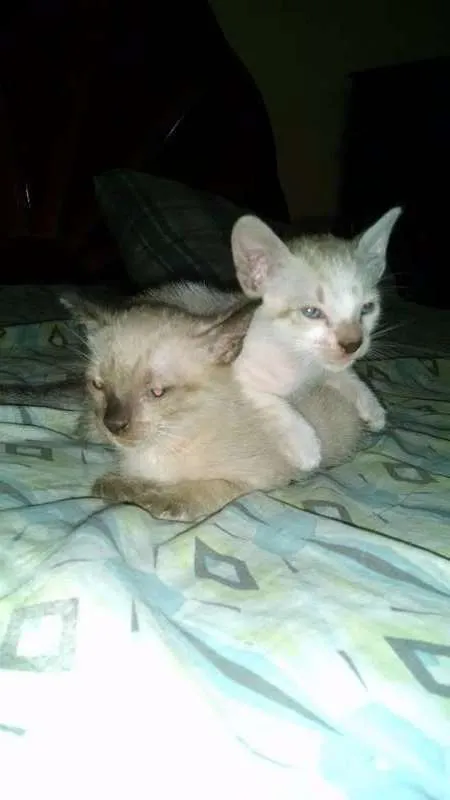 Gato ra a  idade Abaixo de 2 meses nome Não sei