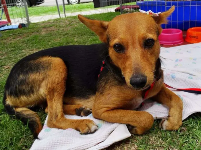 Cachorro ra a SRD idade 1 ano nome Sunny