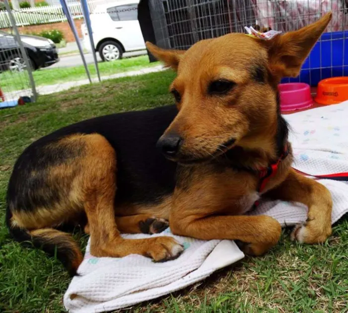 Cachorro ra a SRD idade 1 ano nome Sunny