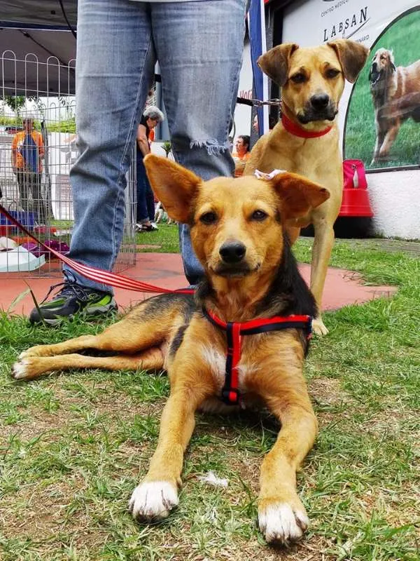 Cachorro ra a SRD idade 1 ano nome Sunny